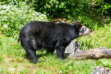 Fototapeta na wymiar View of a Spectacled Bear in Zoo