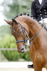 Head of a young dressage horse with unknown rider in action
