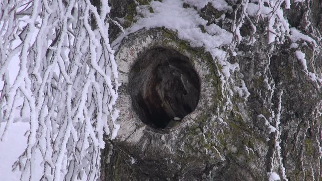 Great tit in old birch tree hole in winter