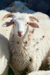 portrait of a sheep