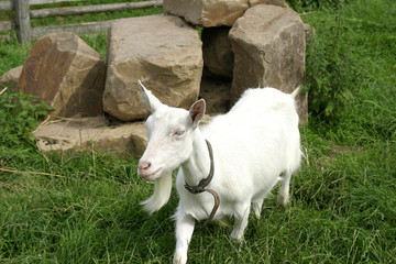 Obraz premium Ziege auf Bauernhof