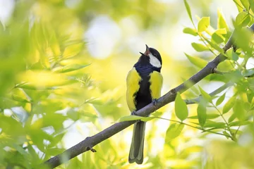 Poster vogel pimpelmees zingt in het vroege voorjaar een lied tussen het jonge groen van de boom © nataba
