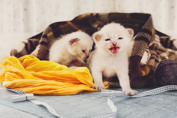 White Newborn kittens in a plaid blanket