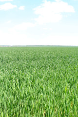 Fresh green grass on the meadow