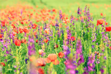 Abstract image of a field with spring flowers