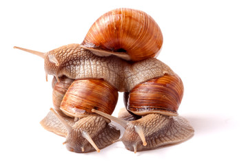 Three snail crawling on a white background closeup