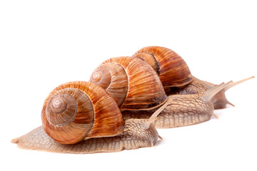 Three snail crawling on a white background closeup