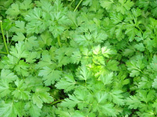 parsley growing in the garden  the spring as a background