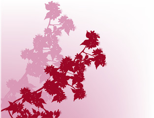 silhouette of pink blossom sakura branches