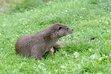 Eurasian Otter (Lutra lutra)