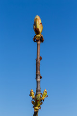 Fototapeta na wymiar Buds on a tree at the spring time