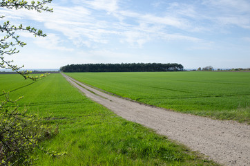 Gravel road by green fields