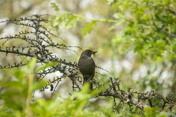 Song Thrush perched on tree branch on green background