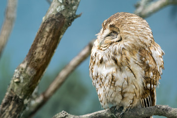 Tawny Owl (Strix aluco)