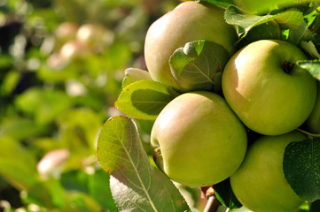 close-up of green apples