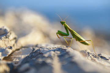 Praying Mantis on rocks