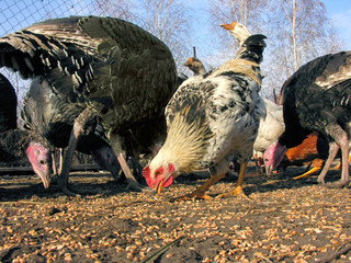 poultry feeding in the poultry-yard