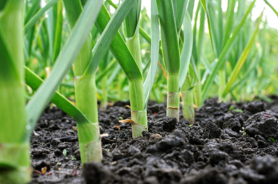close-up of garlic plantation
