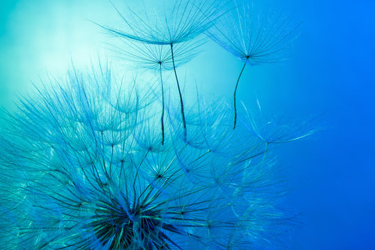 Fototapeta dandelion on the blue background