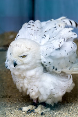 Snowy Owl (Bubo scandiacus)