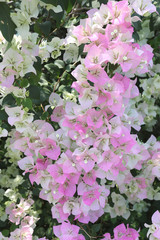 Pink Bougainvillea blooming on tree.