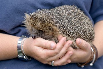 European Hedgehog (Erinaceus europaeus)