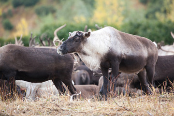  reindeer without horns