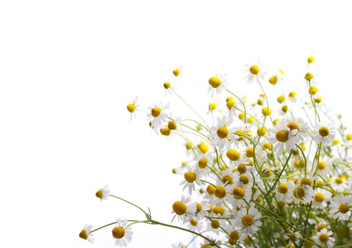 bright wild flowers chamomile isolated on white