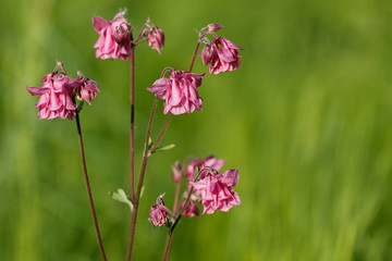 Pink columbine flower