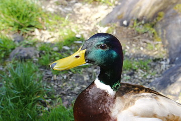 Portrait vom Erpel