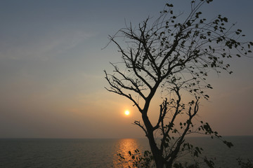 Fototapeta premium tree of silhouette style on sunset.