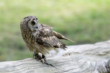 Short Eared Owl (Asio flammeus)