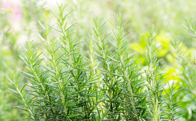 Obraz premium Fresh Rosemary Herb grow outdoor. Rosemary leaves Close-up.