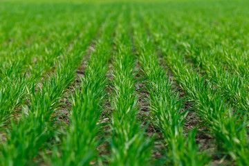 Young wheat growing in the field neat rows. Concept of spring agriculture. Growing plants