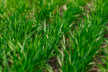 Young wheat growing in the field neat rows