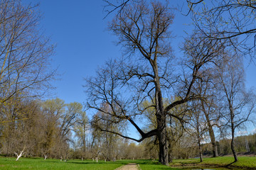 linden trees and green lawns in the park in spring