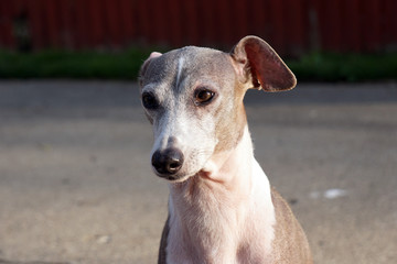 Joey an Italian greyhound is intrigued with something.
