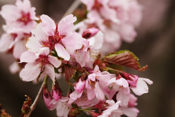 Fototapeta premium Pink cherry blossoms in garden outdoors close up