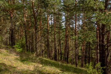pine trees growing in the forest on the slopes of Slobodka esker ridge
Nedrava lake, Braslaw, Belarus