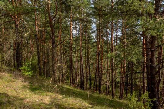 pine trees growing in the forest on the slopes of Slobodka esker ridge
Nedrava lake, Braslaw, Belarus
