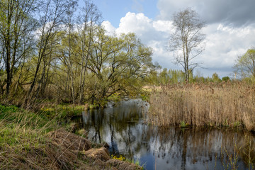 small river overgrown with cane flowing in the wooded swampy area near Braslaw, Belarus