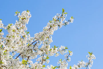 Cherry blossoms