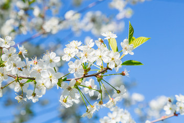 Cherry blossoms