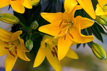 Lily yellow flower with buds on a gray background.
