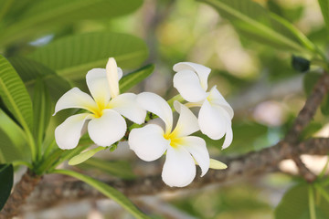 Obraz na płótnie Canvas white plumeria or frangipani flower.