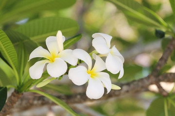 white plumeria or frangipani flower.