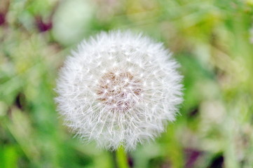 Dandelion flower in the garden