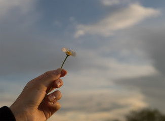 hand with a camomile on sunny summer day.