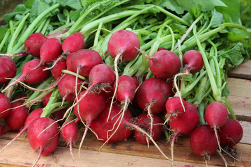 Fresh radishes with tops close up.