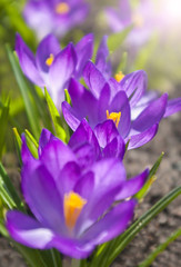 group of purple crocus flowers on sunny day macro